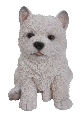 West highland westie - west, puppy