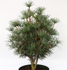 Abete ombrellone nano