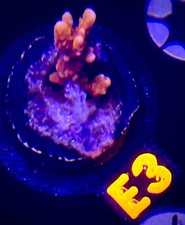 Fire Starter Montipora