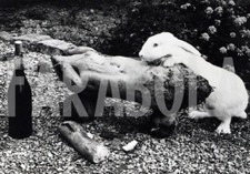 Foto vintage Francia, Cucciolo di coniglio, 1963, stampa 20x15 cm
