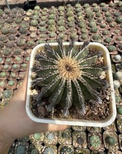 vaso 8 cm Uebelmannia cactus
