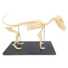 Scheletro cane piccolo modello