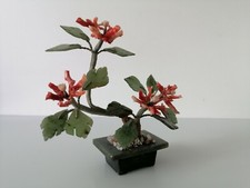 Vecchia pianta cinese fiorita corallo rosso giada old Chinese coral jade plant 