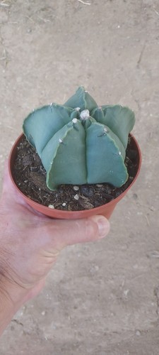Astrophytum myriostigma - astrophytum, xl