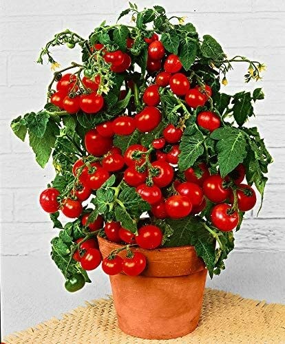 Bonsai pomodoro semi - pomodoro, 5+