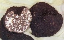 TARTUFO FRESCO NERO ORDINARIO