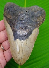 DENTE DI SQUALO MEGALODONTE