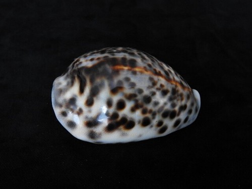 Sea shell cypraea - cypraea, tigris