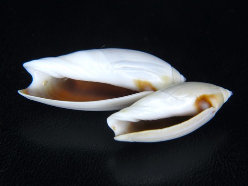 Oliva agaronia testacea - "agaronia",