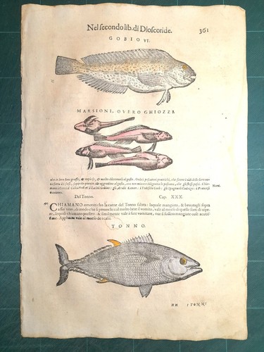 Mattioli matthioli erbario - matthioli, a