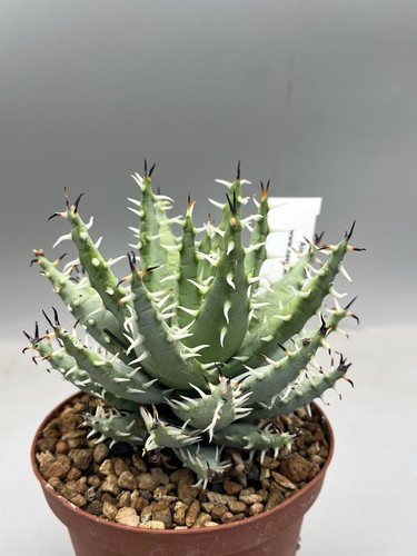 Pianta aloe erinacea vaso - aloe,
