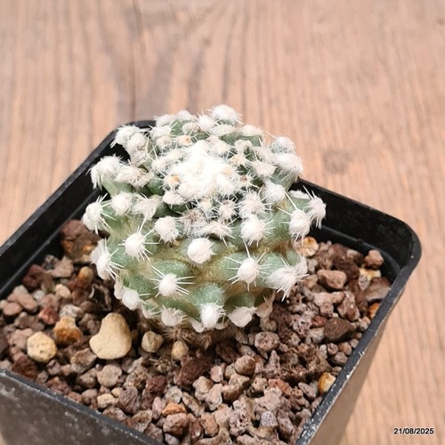 D6137 pediocactus winkleri - pediocactus,