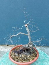 Bonsai Olmo Campestre 46x16cm