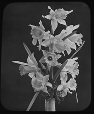 Photo DAFFODILS / NARCISSUS