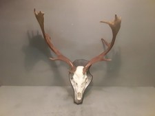  Trofeo Originale Corna Di