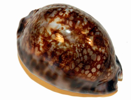 Cypraea maculifera 68 - cypraea, mm