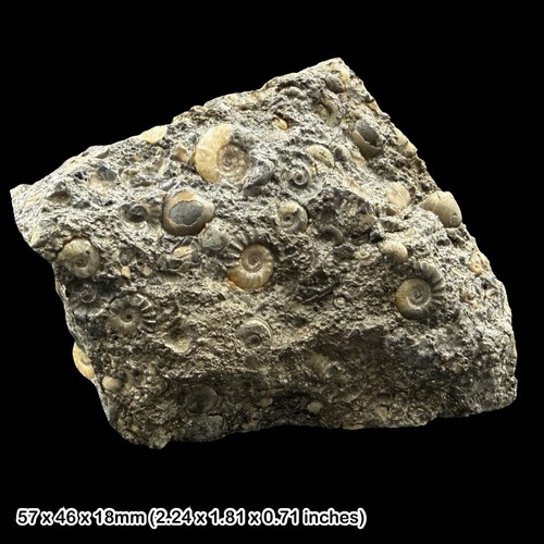 Fossil ammonite bed mixed - bed,