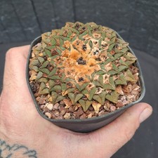 Ariocarpus kotschoubeyanus f. elephantidens (Mexico) BIG PLANT!!! cod. ebay-H064