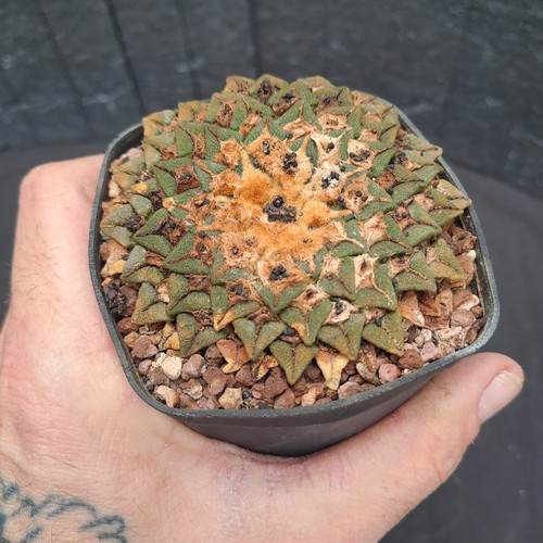 Ariocarpus kotschoubeyanus - , f
