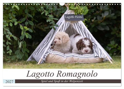 Lagotto romagnolo spiel - lagotto,
