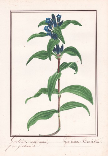 Gentiana cruciata fiore - cruciata,