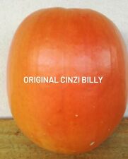 15 semi zucca halloween semi