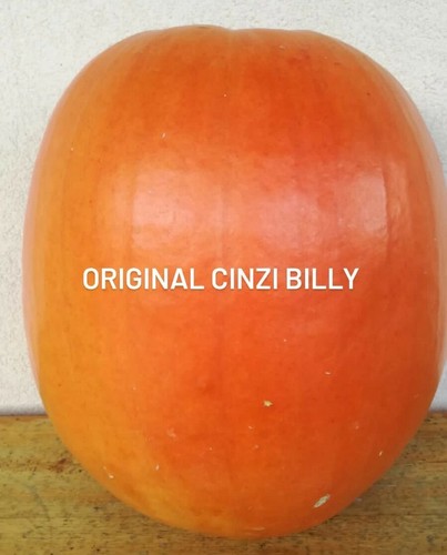 Semi zucca halloween - semi,