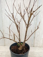 Bonsai prebonsai Melograqno
