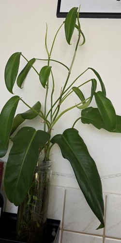 Philodendron jerry horne - philodendron,