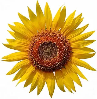 Semi girasole gigante - di, 10g