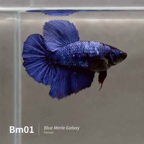 Blue merle galaxy - merle, femmina