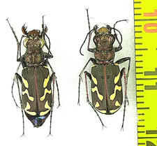 Carabidae, Cicindela