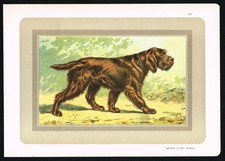 Griffon à Poil Laineux -