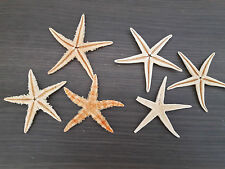 STELLE MARINE VERE ESSICCATE ADDOBBI DECOUPAGE E DECORAZIONI GIALLE/BIANCHE