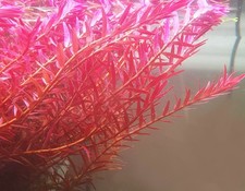 pianta piante acquario dolce vere vive Rotala Vietnam H'RAH 6 talee potatura