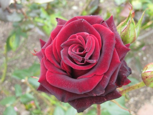 Rose black magic cutings - black,