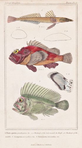 Pesce scorpione longspine - pesce,