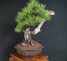 BONSAI  DI PINO NERO