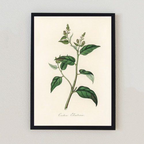 Illustrazione pianta vintage