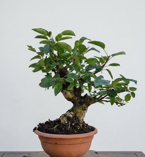 Bonsai melo - bonsai, (malus)