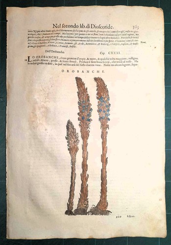 Mattioli matthioli erbario - mattioli, a