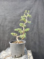 Bonsai Di Juniperus Sabina (Ginepro)