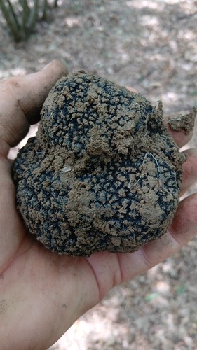 Tartufo nero estivo - tartufo,