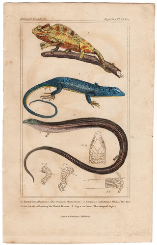 Cuvier regno animale antica - cuvier,