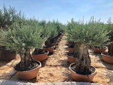 Ulivo olivo Olea europea
