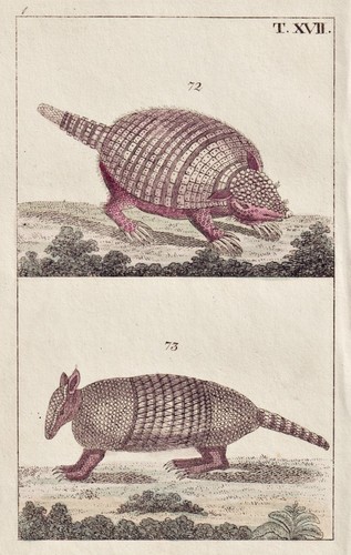 Pangolino schuppentier - pangolino,