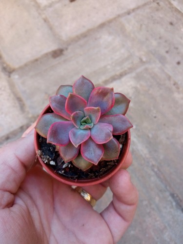 Echeveria mina ø5 planta - Ø5,
