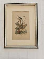 Stampa antica botanica