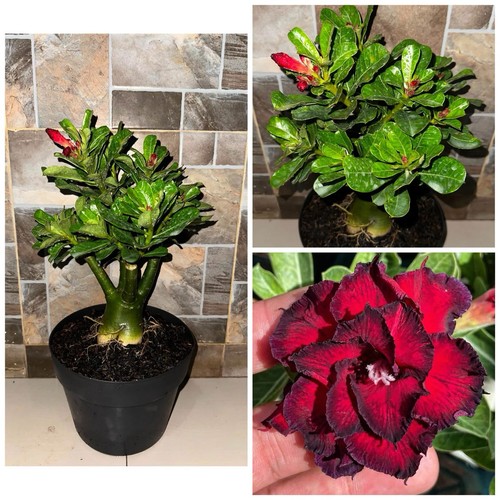 Adenium obesum doppio fiore - obesum,