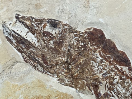 Rare fossil viper - viper, fish